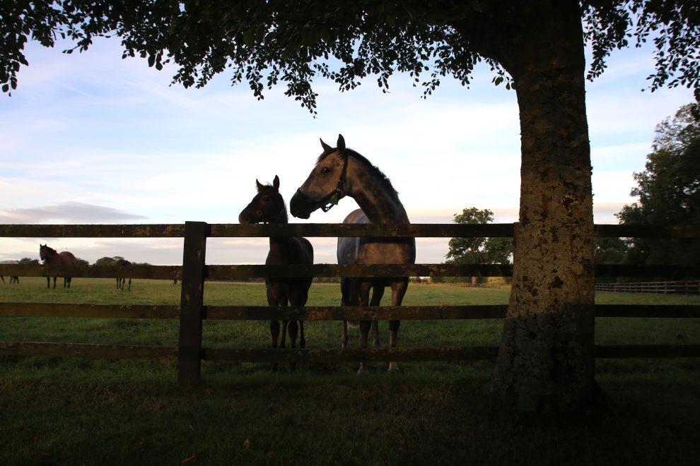 Mare and foal at sunrise
