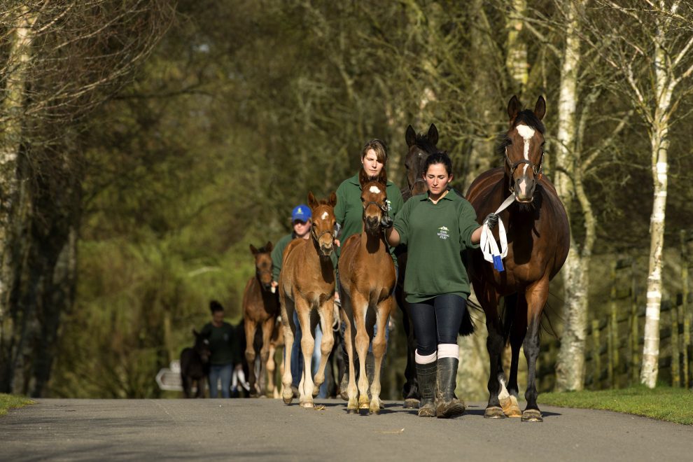 Mares and foals Irish National Stud