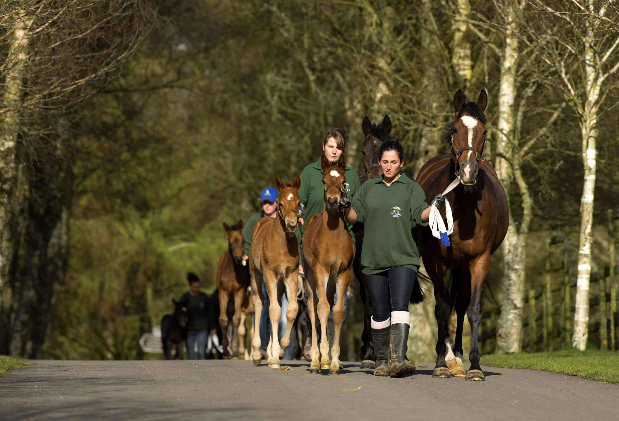 Mares and foals Irish National Stud